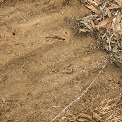 Ctenotus taeniolatus (Copper-tailed Skink) at Black Mountain - 30 Oct 2015 by MichaelMulvaney