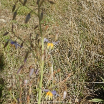 Dianella sp. aff. longifolia (Benambra) (Pale Flax Lily, Blue Flax Lily) at Red Hill Nature Reserve - 3 Nov 2015 by MichaelMulvaney