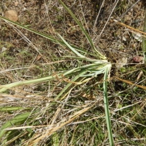 Dianella sp. aff. longifolia (Benambra) at Deakin, ACT - 3 Nov 2015 04:23 PM