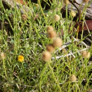 Calotis lappulacea at Deakin, ACT - 3 Nov 2015