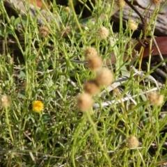 Calotis lappulacea (Yellow Burr Daisy) at Deakin, ACT - 3 Nov 2015 by MichaelMulvaney