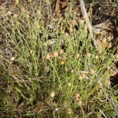 Calotis lappulacea at Deakin, ACT - 3 Nov 2015