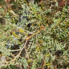 Indigofera adesmiifolia (Tick Indigo) at Red Hill Nature Reserve - 3 Nov 2015 by MichaelMulvaney