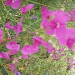 Swainsona galegifolia (Darling Pea) at Red Hill Nature Reserve - 3 Nov 2015 by MichaelMulvaney