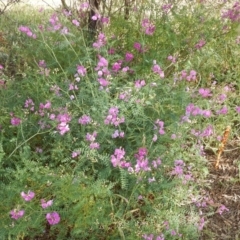 Swainsona galegifolia at Red Hill, ACT - 3 Nov 2015