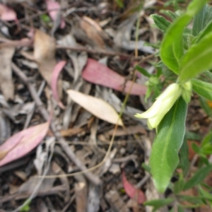 Billardiera scandens at Aranda, ACT - 3 Nov 2015