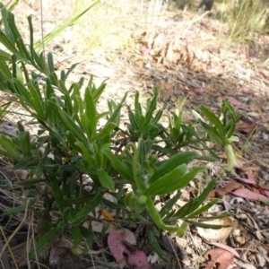 Billardiera scandens at Aranda, ACT - 3 Nov 2015