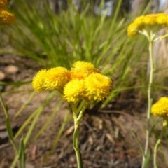 Chrysocephalum apiculatum (Common Everlasting) at Aranda, ACT - 3 Nov 2015 by JanetRussell