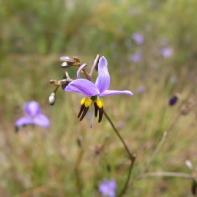 Dianella revoluta var. revoluta (Black-Anther Flax Lily) at Flea Bog Flat, Bruce - 30 Oct 2015 by JanetRussell