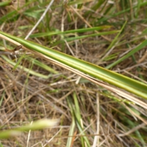 Dianella revoluta var. revoluta at Bruce, ACT - 30 Oct 2015 02:33 PM