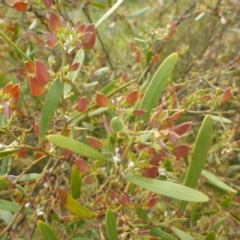 Daviesia mimosoides at Bruce, ACT - 30 Oct 2015