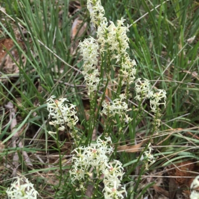 Stackhousia monogyna (Creamy Candles) at Dryandra St Woodland - 18 Oct 2015 by ibaird