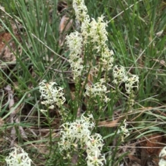 Stackhousia monogyna (Creamy Candles) at O'Connor, ACT - 18 Oct 2015 by ibaird
