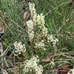 Stackhousia monogyna at O'Connor, ACT - 18 Oct 2015