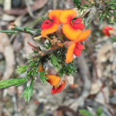 Dillwynia sericea (Egg And Bacon Peas) at Bruce Ridge - 1 Nov 2015 by ibaird