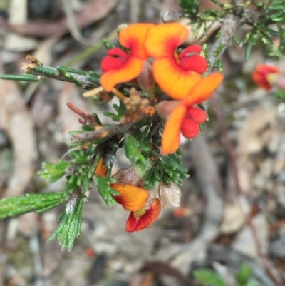 Dillwynia sericea (Egg And Bacon Peas) at Bruce Ridge - 1 Nov 2015 by ibaird