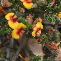 Dillwynia sericea at Bruce, ACT - 1 Nov 2015 12:25 PM