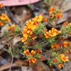 Pultenaea procumbens (Bush Pea) at Point 93 - 1 Nov 2015 by ibaird