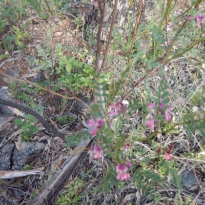 Indigofera adesmiifolia (Tick Indigo) at Red Hill Nature Reserve - 3 Nov 2015 by MichaelMulvaney