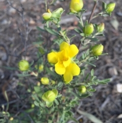 Hibbertia obtusifolia (Grey Guinea-flower) at Bruce Ridge - 25 Oct 2015 by ibaird