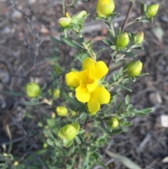 Hibbertia obtusifolia (Grey Guinea-flower) at O'Connor, ACT - 25 Oct 2015 by ibaird