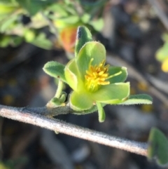 Hibbertia obtusifolia at O'Connor, ACT - 25 Oct 2015 05:48 PM