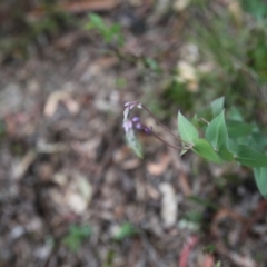 Veronica perfoliata (Digger's Speedwell) at Bruce Ridge - 1 Nov 2015 by ibaird