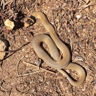 Pseudonaja textilis (Eastern Brown Snake) at Jerrabomberra, NSW - 4 Nov 2015 by Wandiyali