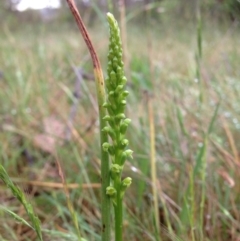 Microtis parviflora (Slender Onion Orchid) at Block 402 - 5 Nov 2015 by RichardMilner