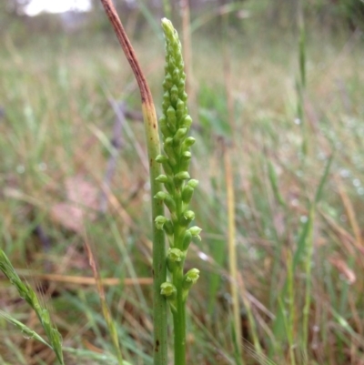 Microtis parviflora (Slender Onion Orchid) at Block 402 - 5 Nov 2015 by RichardMilner