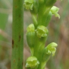 Microtis parviflora at Denman Prospect, ACT - suppressed