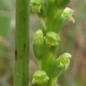 Microtis parviflora at Denman Prospect, ACT - suppressed