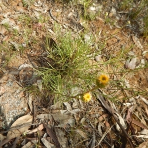 Rutidosis leptorhynchoides at Deakin, ACT - 3 Nov 2015