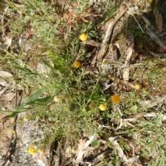 Calotis lappulacea (Yellow Burr Daisy) at Deakin, ACT - 3 Nov 2015 by MichaelMulvaney