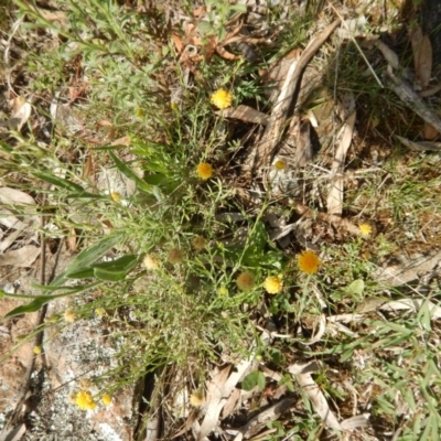 Calotis lappulacea (Yellow Burr Daisy) at Deakin, ACT - 3 Nov 2015 by MichaelMulvaney