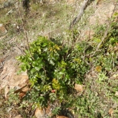 Berberis aquifolium (Oregon Grape) at Red Hill Nature Reserve - 3 Nov 2015 by MichaelMulvaney