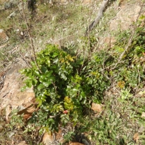 Berberis aquifolium at Deakin, ACT - 3 Nov 2015
