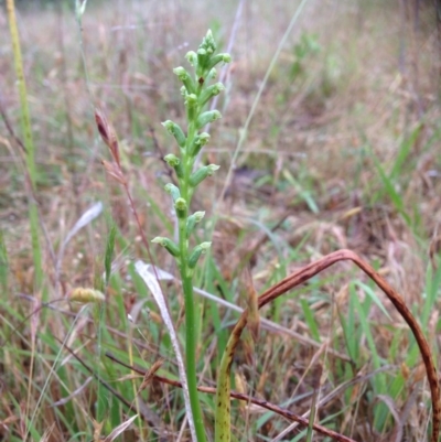 Microtis sp. (Onion Orchid) at Stromlo, ACT - 5 Nov 2015 by RichardMilner