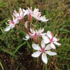 Burchardia umbellata (Milkmaids) at Block 402 - 5 Nov 2015 by RichardMilner