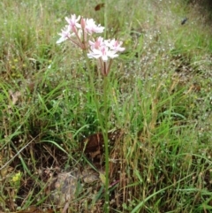 Burchardia umbellata at Stromlo, ACT - 5 Nov 2015