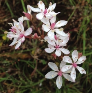 Burchardia umbellata at Stromlo, ACT - 5 Nov 2015 01:45 PM