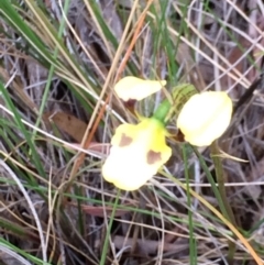 Diuris sulphurea (Tiger Orchid) at Canberra Central, ACT - 3 Nov 2015 by petersan