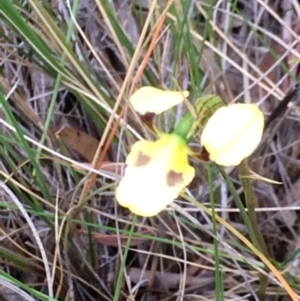 Diuris sulphurea at Canberra Central, ACT - 4 Nov 2015