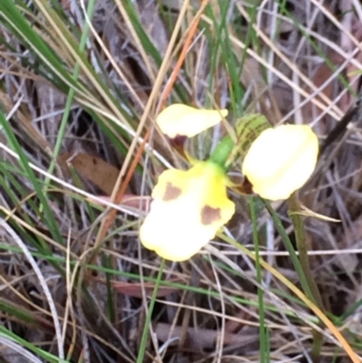Diuris sulphurea (Tiger Orchid) at Canberra Central, ACT - 3 Nov 2015 by petersan