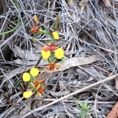 Diuris pardina (Leopard Doubletail) at Mount Majura - 3 Nov 2015 by petersan