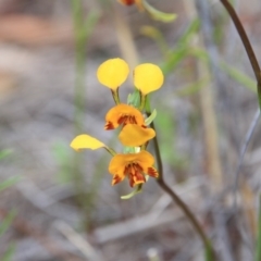 Diuris pardina at Canberra Central, ACT - suppressed