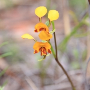 Diuris pardina at Canberra Central, ACT - suppressed