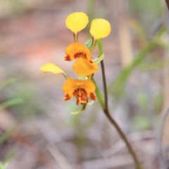 Diuris pardina at Canberra Central, ACT - 4 Nov 2015