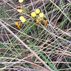 Diuris sulphurea (Tiger Orchid) at Mount Majura - 3 Nov 2015 by petersan