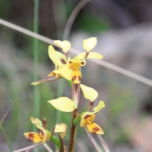 Diuris sulphurea at Canberra Central, ACT - suppressed